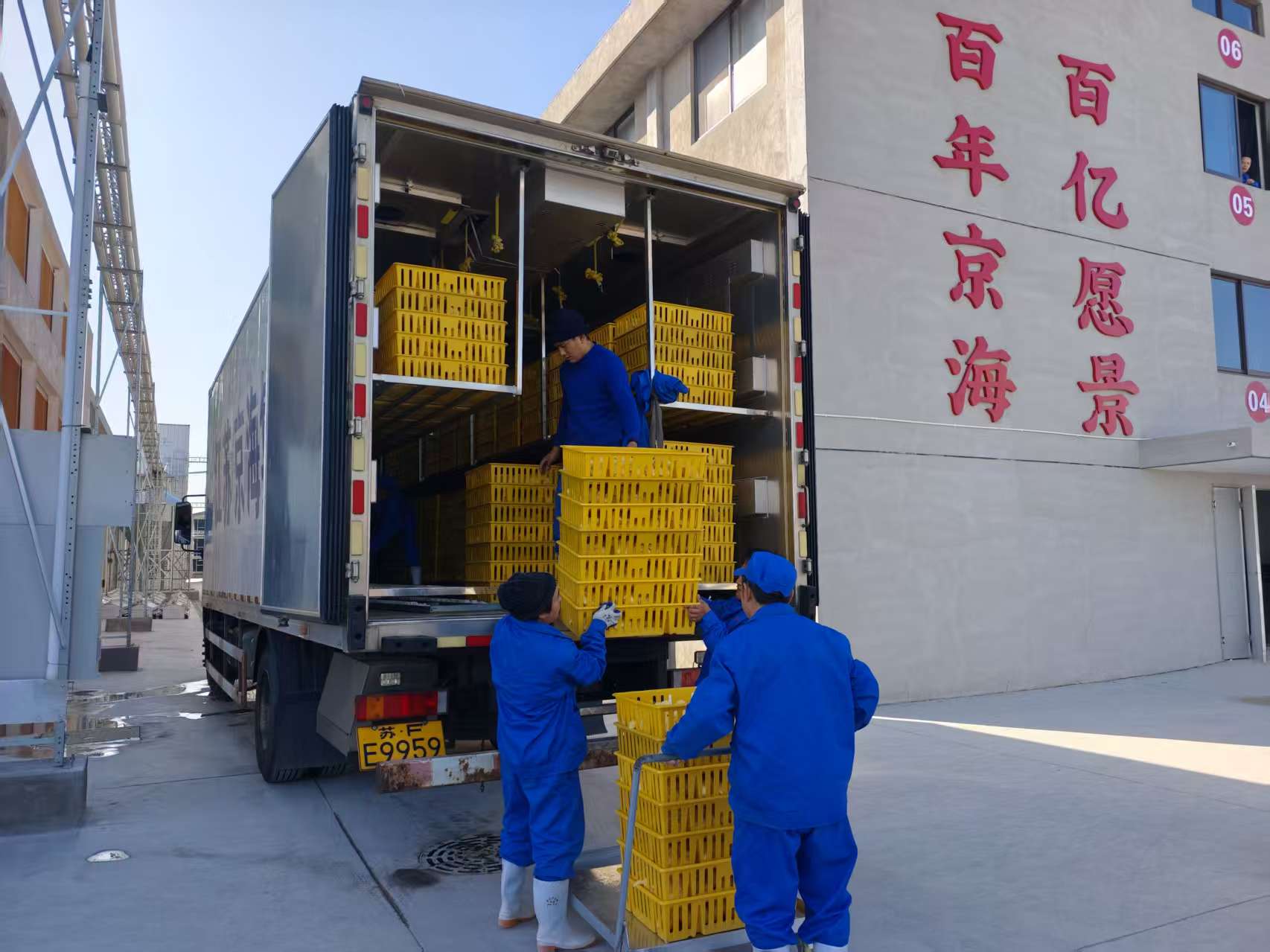 新春启新程 良种落新巢——京海集团三合鸡场圆满完成14.6万套种鸡引种工作