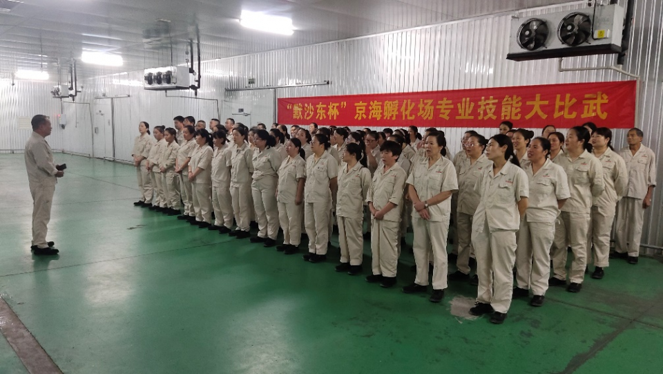 展技能风采 筑品质根基--京海集团祖代孵化厂举办技能大比武